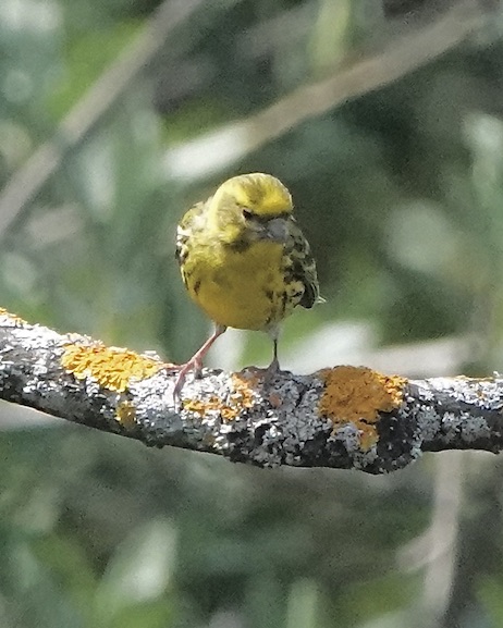 serin